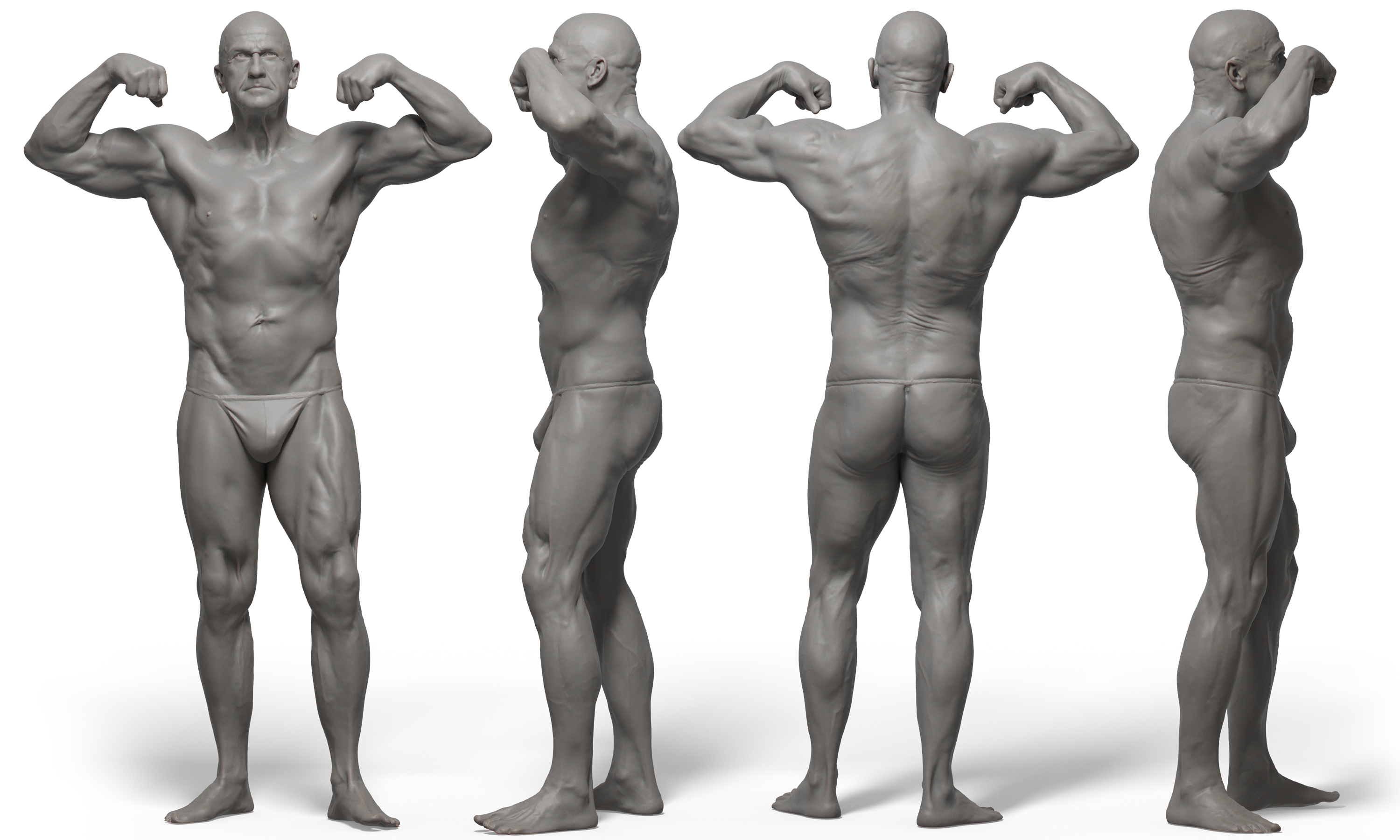 3D male anatomy reference 3d model download